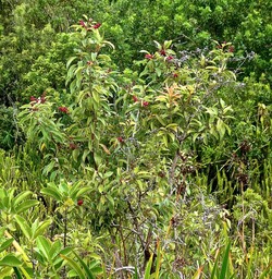 Agarista salicifolia.bois de rempart.ericaceae.indigène Réunion. P1001084