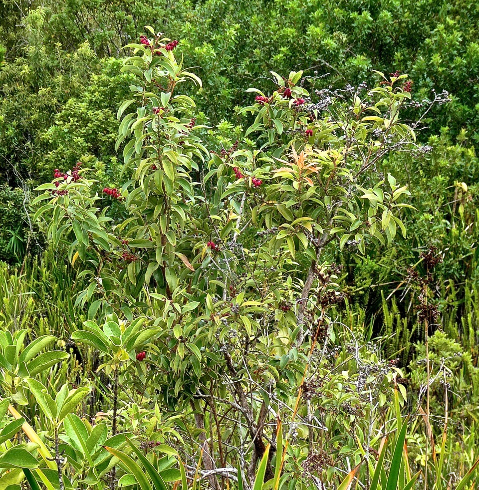 Agarista salicifolia.bois de rempart.ericaceae.indigène Réunion. P1001084
