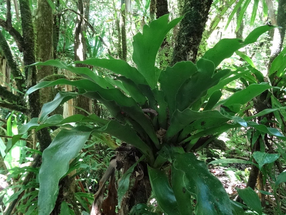 Antrophyum giganteum - VITTARIACEAE - Endémique Réunion, Maurice