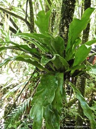 Antrophyum giganteum. pteridaceae.endémique Réunion Maurice.P1000833