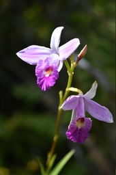 Arundina graminifolia - Orchidée Bambou - EPIDENDROIDEAE - Naturalisée