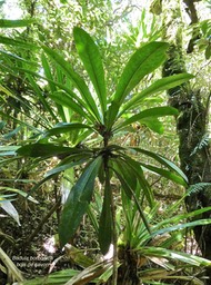 Badula borbonica .bois de savon.myrsinaceae.endémique Réunion.P1000958