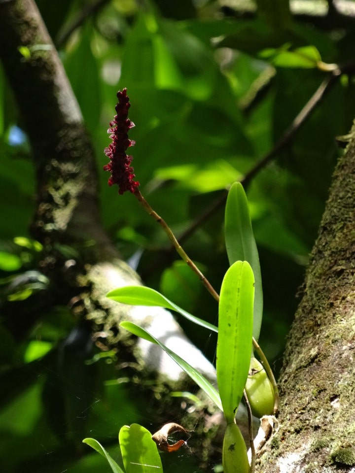 Bulbophyllum bernadetteae Castillon - EPIDENDROIDEAE - Endémique Réunion - DSC02910