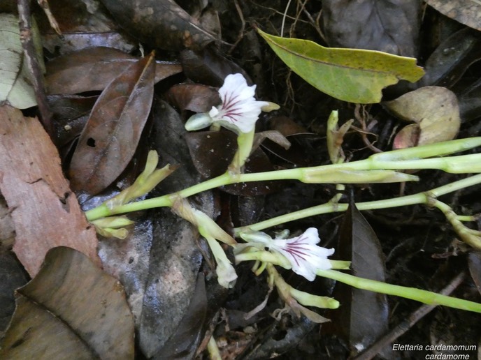 Elettaria cardamomum .( fleurs ).zingiberaceae.originaire de l'inde.P1000847