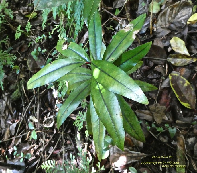 Erythroxylum laurifolium. bois de rongue.(jeune plant ).erythroxylaceae.endémique Réunion Maurice.P1000724