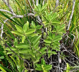 Geniostoma borbonicum. bois de piment. loganiaceae.endémique Réunion Maurice.P1001086