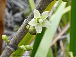 Geniostoma borbonicum.bois de piment.( fleur ).loganiaceae.endémique Réunion Maurice.P1001060
