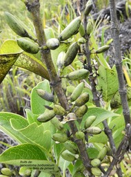 Geniostoma borbonicum.bois de piment.(fruits ) .loganiaceae.endémique Réunion Maurice.P1001076