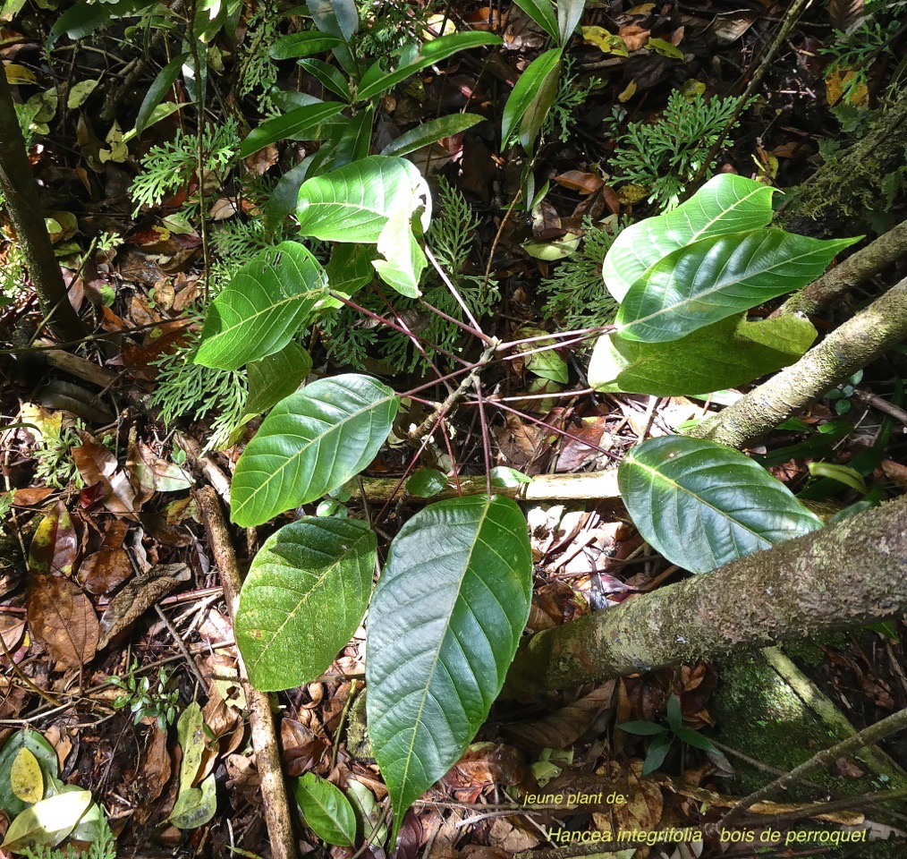 Hancea integrifolia. bois de perroquet.(jeune plant).euphorbiaceae.endémique Réunion Maurice.P1000718