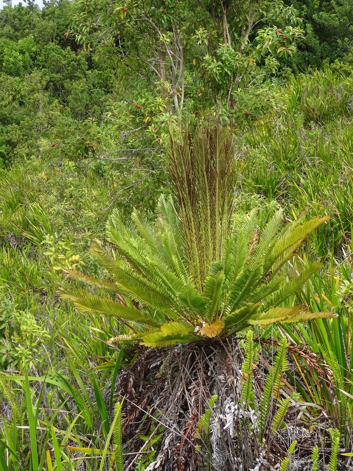 Lomariocycas tabularis - BLECHNACEAE - Indigène Réunion, Maurice
