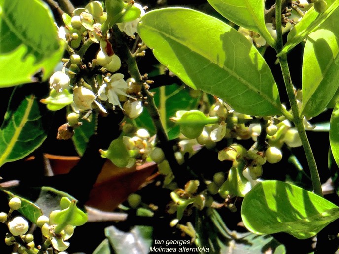 Molinaea alternifolia.tan georges.(fleurs et fruits )/sapindaceae.endémique Réunion Maurice.P1000991