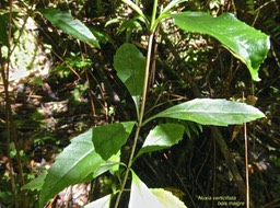 Nuxia verticillata .bois maigre.(feuilles juveniles dentées et tige carrée d'un jeune plant ).stilbaceae.endémique Réunion Maurice.P1000753