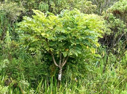 Polyscias repanda .bois de papaye.araliaceae.endémique Réunion.P1001070