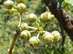 Polyscias repanda.bois de papaye.(fruits ).araliaceae.endémique Réunion.P1001006