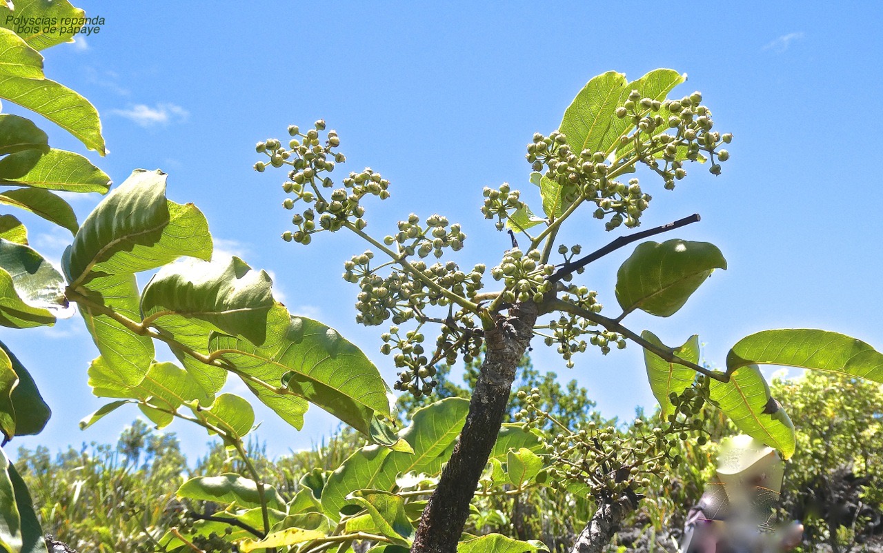 Polyscias repanda.bois de papaye.araliacae.endémique Réunion.P1000998