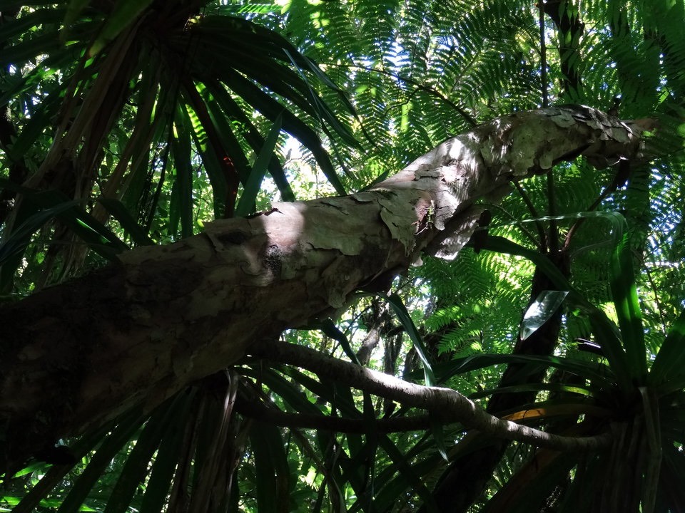 Psyloxilon mauritianum - Bois de pêche marron - MYRTACEAE - Endémique Réunion, Maurice