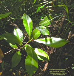 Psyloxylon mauritianum. bois de pêche marron .bois de gouyave marron . bois sans écorce.(jeunes feuilles avec pétiole rouge).myrtaceae.endémique Réunion Maurice.P1000756