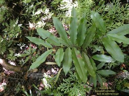 Syzygium cymosum .bois de pomme rouge.( jeune plant )myrtaceae.endémique Réunion Maurice.P1000746