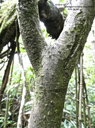 Tabernaemontana mauritiana.bois de lait.( écorce )apocynaceae.endémique Réunion Maurice .P1001099