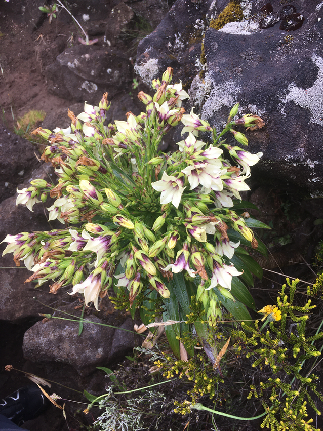 12. 10. Heterochænia rivalsii (fleurs) vers Piton Lacroix