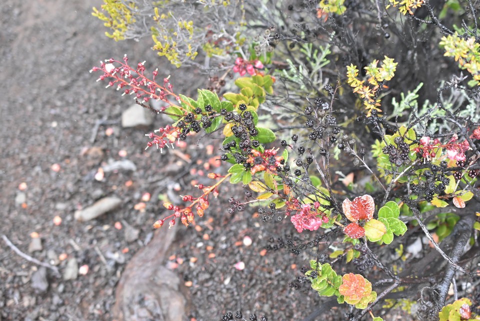 Agarista buxifolia - Petit bois de rempart - ERICACEAE - Indigène Réunion