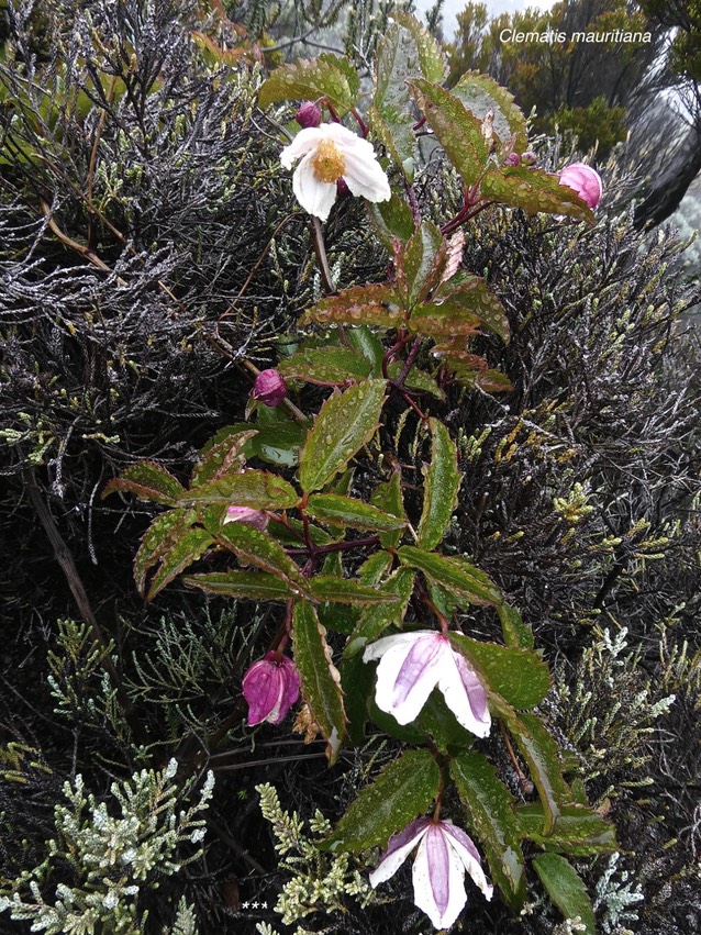 Clematis mauritiana .liane arabique. liane marabit.ranunculaceae.indigène Réunion.P1002482