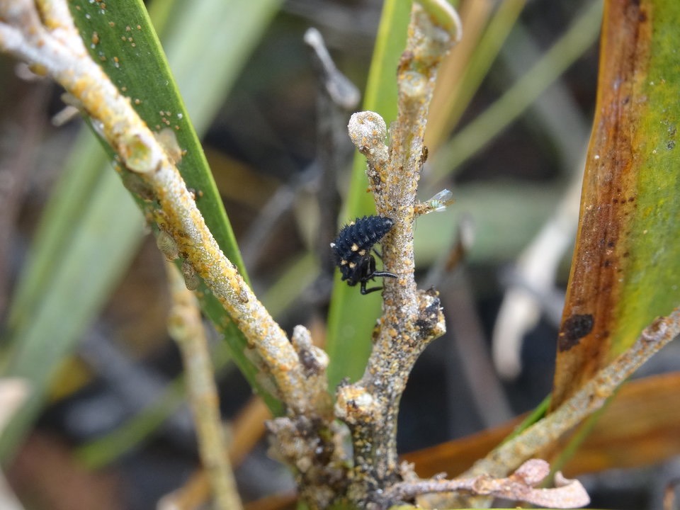 Coccinella septempunctata - larve de coccinelle à sept points sur Tamarin des Hauts - COCCINELLINAE - Exotique (Envahissant ?) - DSC03062