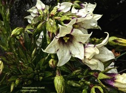 Heterochaenia rivalsii. campanulaceae.endémique Réunion .P1002532