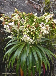 Heterochaenia rivalsii .campanulaceae. endémique Réunion.P1002613