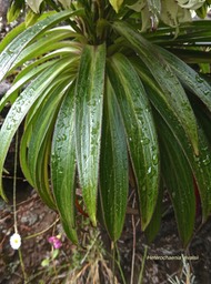 Heterochaenia rivalsii.campanulaceae.endémique Réunion.P1002547