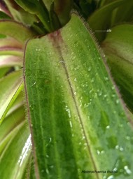Heterochaenia rivalsii.(cils sur la marge du limbe à la base de la feuille) campanulaceae .endémique Réunion .P1002548