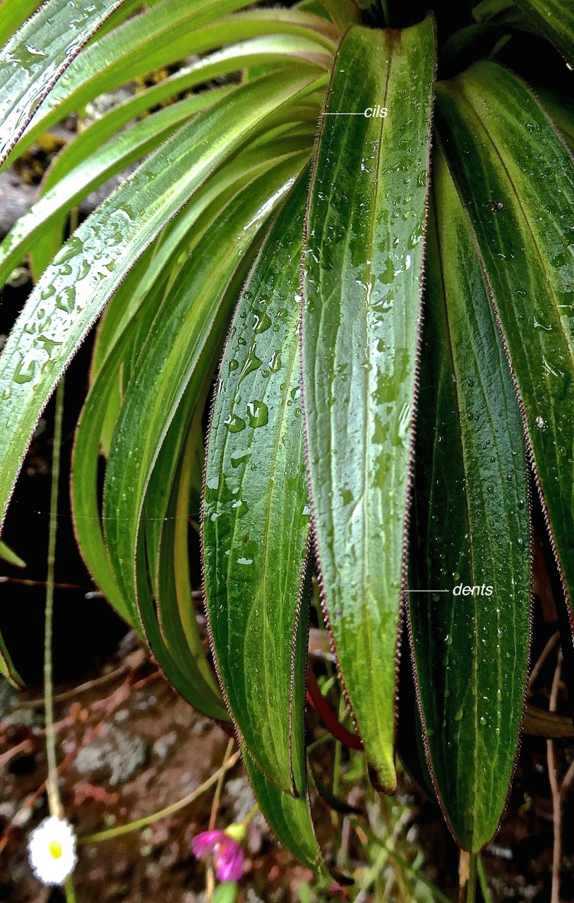 Heterochaenia rivalsii.(feuilles) campanulaceae .endémique Réunion .P1002547 - 