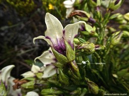 Heterochaenia rivalsii.(plante à latex )campanulaceae. endémique Réunion.P1002625