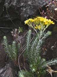 Hubertia tomentosa var conyzoides. petit ambaville .asteraceae.endémique Réunion .P1002585