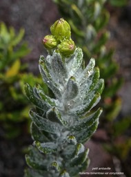 Hubertia tomentosa var conyzoides .petit ambaville.asteraceae.endémique Réunion .P1002566