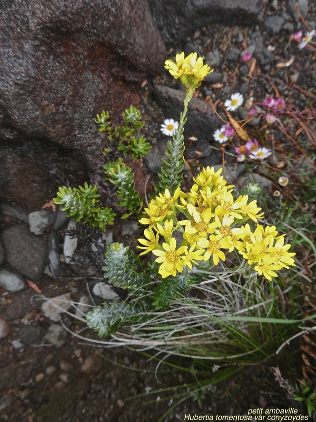 Hubertia tomentosa var conyzoides.petit ambaville .asteraceae.endémique Réunion.P1002575