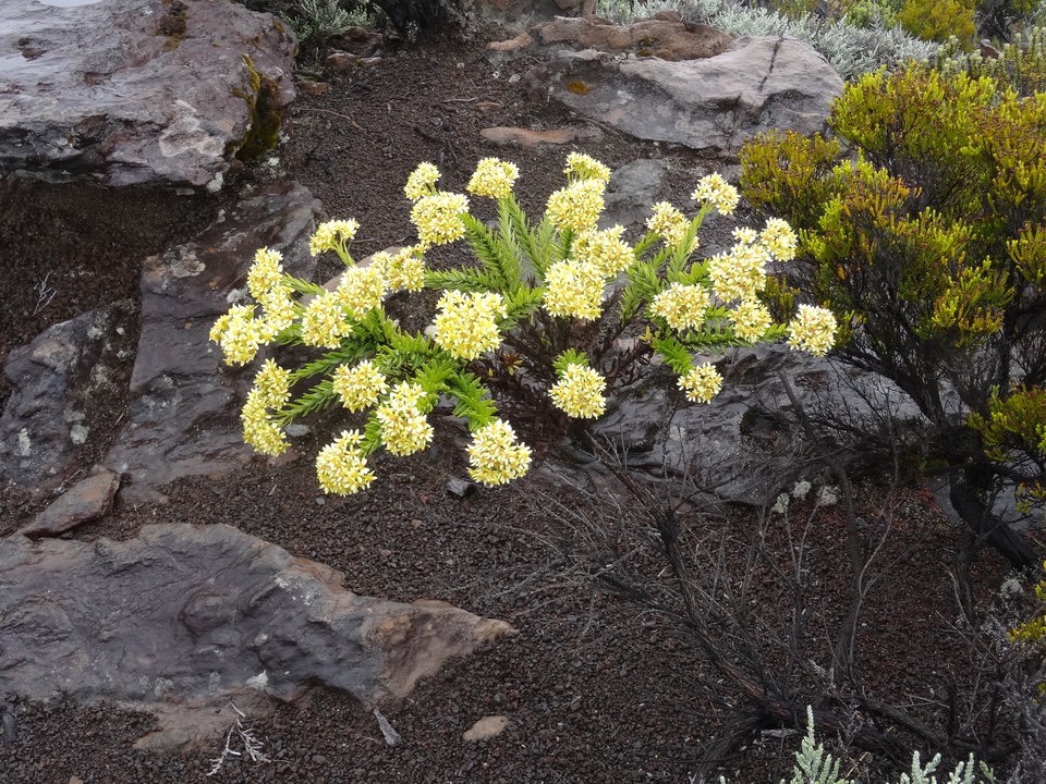 Hubertia tomentosa var. conyzoides - Petit ambaville - ASTERACEAE - Endémique Réunion -