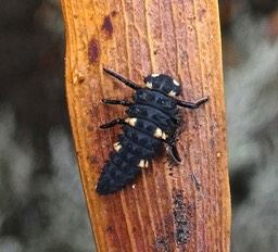 larve de Coccinella septempunctata. coccinelle à sept points. coccinellidae.P1002390