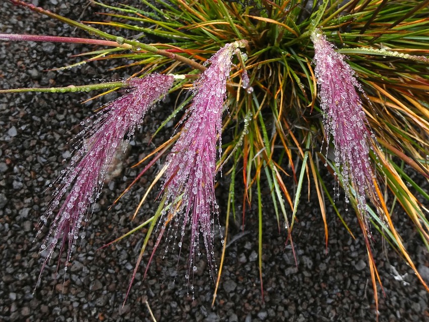 Pennisetum caffrum. sous la pluie .poaceae.endémique Réunion.P1002490