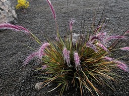 Pennisetum caffrum.(sous la pluie )poaceae.endémique Réunion . P1002492
