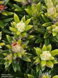 Phylica nitida .ambaville bâtard.rhamnaceae.endémique Réunion Maurice.IMG_3594