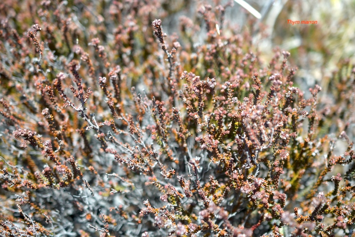 Erica galioides Thym marron Ericace ae Endémique La Réunion 6294