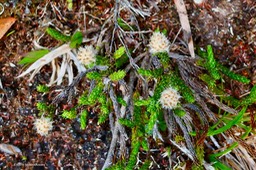 Eriotrix lycopodioides.asteraceae.endémique Réunion. (1)