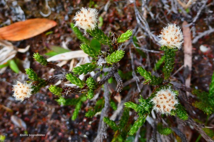 Eriotrix lycopodioides.asteraceae.endémique Réunion.