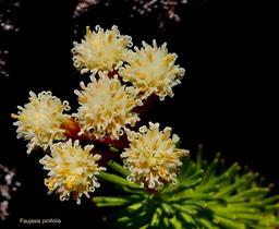Faujasia pinifolia  .asteraceae.endémique Réunion jpeg