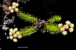 Faujasia pinifolia.asteraceae.endémique Réunion.