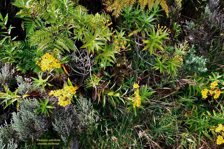 Faujasia salicifolia  Chasse  vieillesse  ASTERACEE  endémique Réunion. (1)