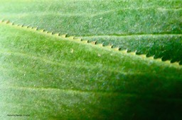 Heterochaenia rivalsii  ( marge du limbe de la feuille denticulé dans sa partie médiane )Campanulaceae  Endémique Réunion (9)