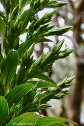 Heterochaenia rivalsii  ( détail de l'inflorescence en boutons )Campanulaceae  Endémique Réunion (3)