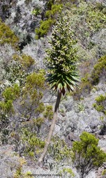 Heterochaenia rivalsii  Campanulaceae  Endémique Réunion (3)